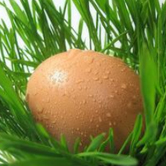 绿壳蛋鸡种蛋的选择及护理